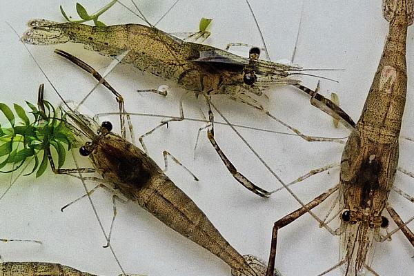 河虾的寿命，雄活虾的寿命为20个月