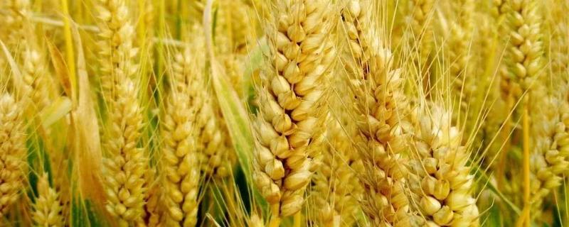圣麦127（旱地）小麦种简介，适宜播期10月5～10日