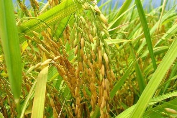 圣香802水稻种子简介，属中晚熟香粳稻品种