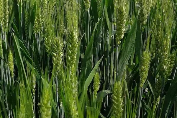 宝景麦161小麦种子简介，半冬性品种