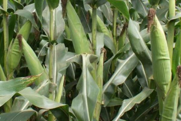 航星12玉米种子简介，大喇叭口期防治玉米螟虫