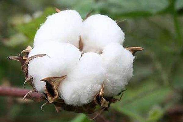 中MBC31776棉花种子特征特性，种植密度