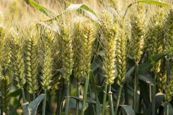 商麦8小麦种简介，适宜播种期10月上中旬