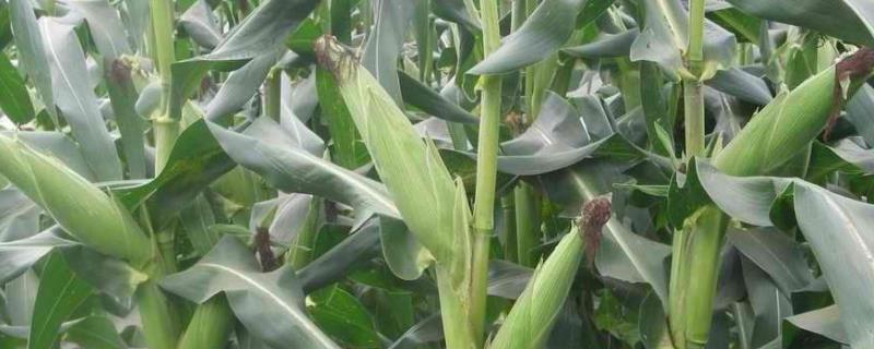 沃优117玉米种子特点，夏播生育期103—104天