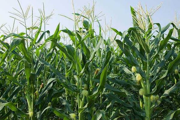 豫单9966玉米种子特点，大喇叭口期防治玉米螟虫