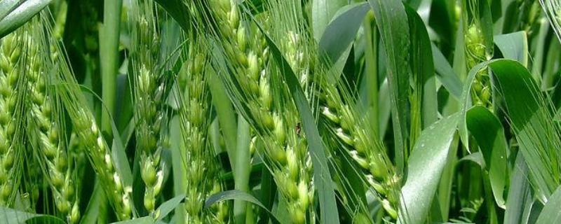 商麦8小麦种简介，适宜播种期10月上中旬