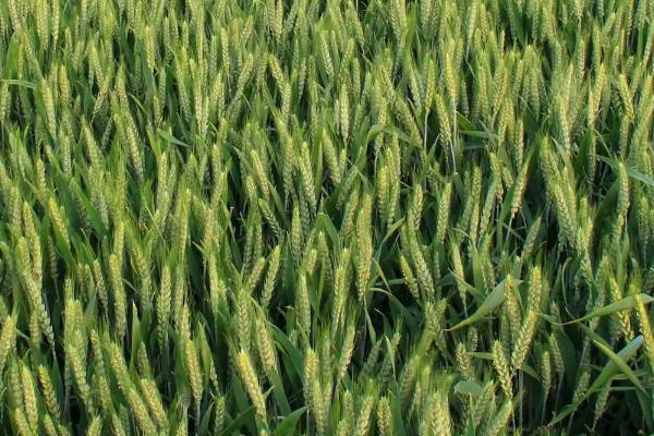 郑麦6687小麦种子特点，适宜播种期10月上中旬