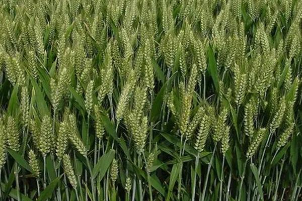 天宁38号小麦种子特征特性，弱春性偏半冬品种