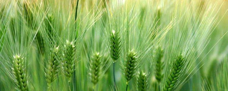 森科267小麦种子介绍，弱春性品种