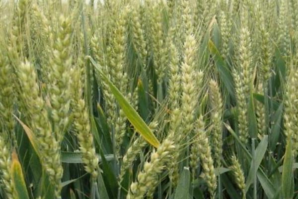 锦麦35小麦种子介绍，适宜播种期10月上中旬