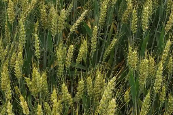 郑品麦27号小麦种子简介，适宜播种期10月上中旬