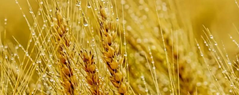 富麦709小麦品种简介，每亩适宜基本苗16～18万