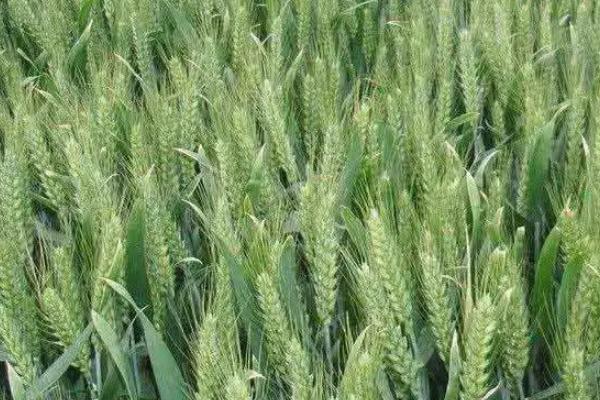 温禾902小麦种子特征特性，适宜播种期10月上中旬