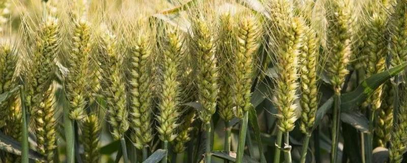 信麦1168小麦品种的特性，适宜播种期10月中下旬