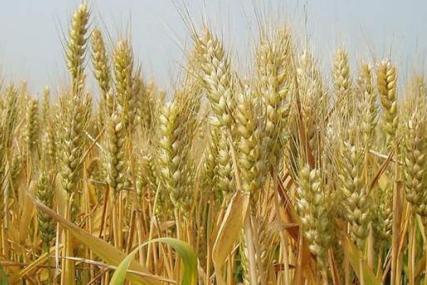 菊城麦6号小麦品种的特性，半冬性品种