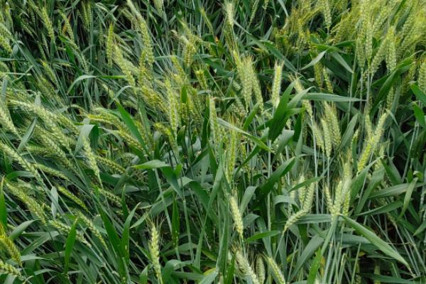 浚麦802小麦种子特点，半冬性品种