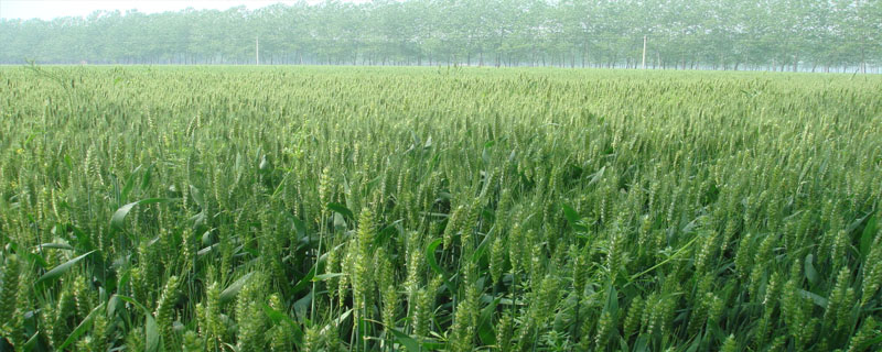 温禾902小麦种子特征特性，适宜播种期10月上中旬