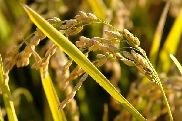 宛粳68D水稻种子特点，4月中下旬至5月初播种
