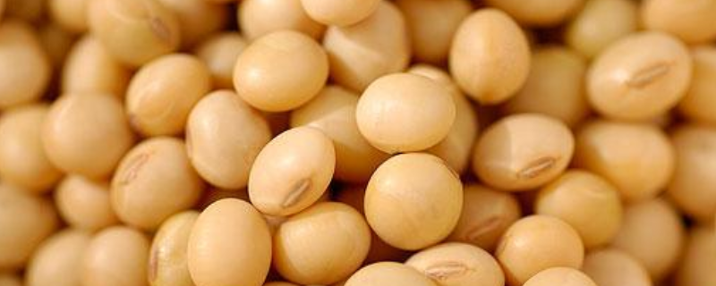 明豆1号大豆种简介，普通型夏大豆品种