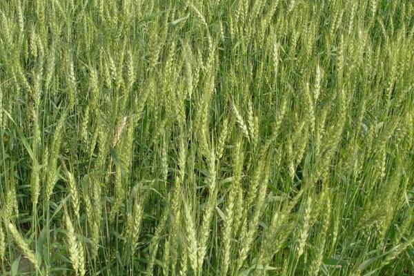 轮选131小麦品种简介，适宜播种期10月中下旬
