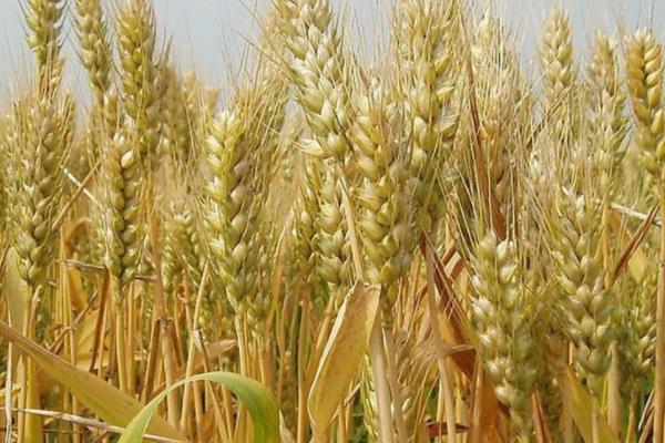 金地8931小麦种子特点，适宜播种期10月上中旬
