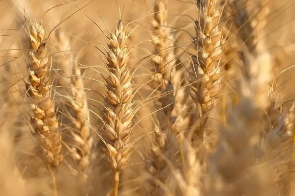 金地8931小麦种子特点，适宜播种期10月上中旬