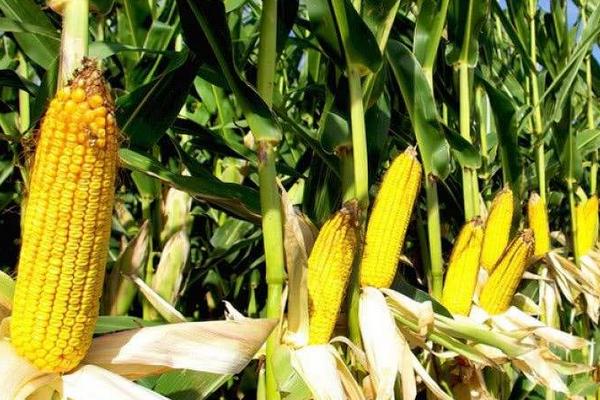 尚谷333玉米种子特点，单作每亩种植3500株左右
