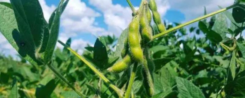 舒记301大豆种子特征特性，3月下旬至4月上旬播种