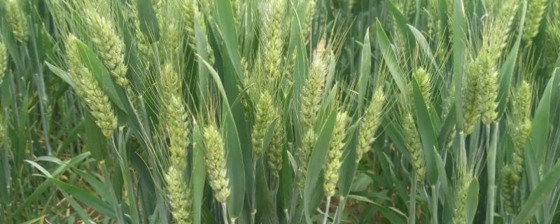 西农538小麦种子简介，属半冬性品种