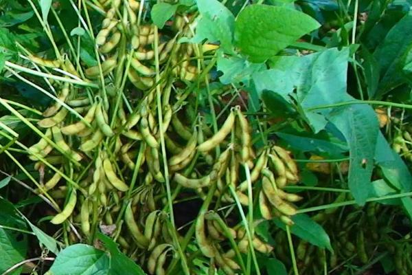 奎鲜9号大豆品种简介，3月下旬至4月上旬播种