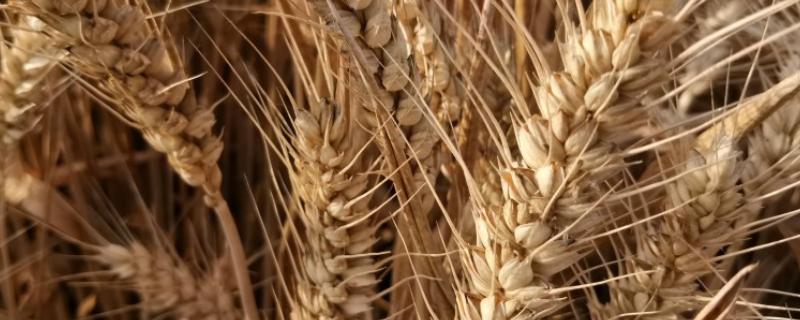 华麦1369小麦种子介绍，小穗着生密度中等