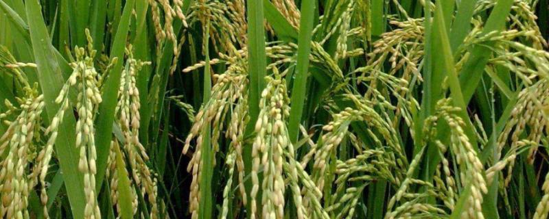 华1006S水稻品种的特性，苗期注意防治细菌性条斑病