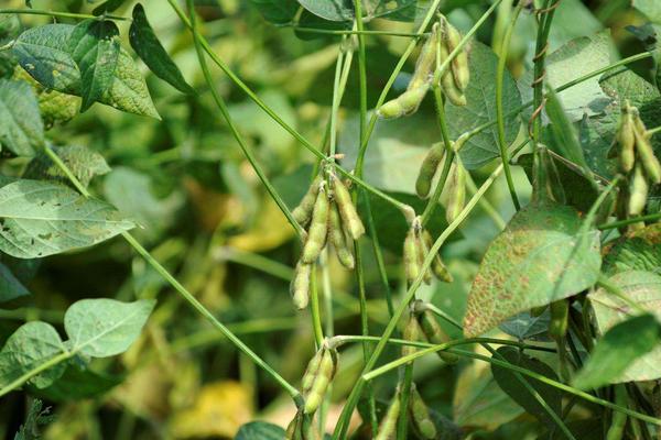 华早10号大豆种子简介，5月中旬至6月中旬播种