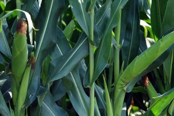 荆单1501玉米品种的特性，3月下旬至4月初播种