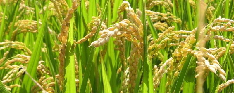 玺A水稻品种的特性，母本6月25日播种