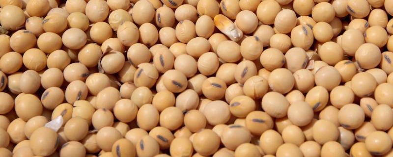 汉豆26大豆种子特点，生育期90.8天
