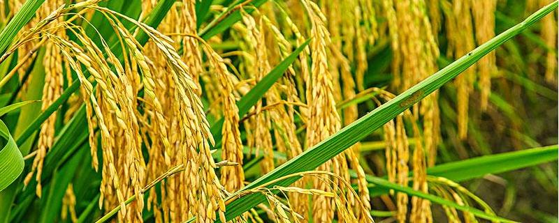 魅两优黄丝苗水稻品种简介，播种出苗后轻度晒田至3叶期