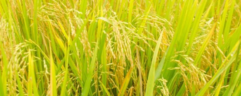 创两优412水稻种子介绍，江汉平原5月25日左右播种