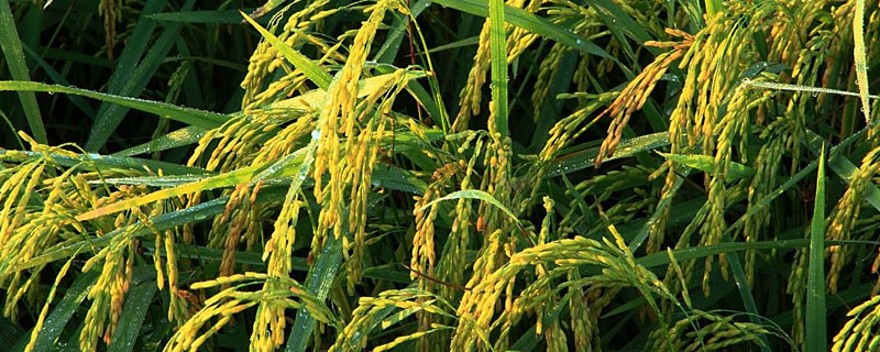 汉粳2号水稻种简介，播种前宜用咪鲜胺浸种
