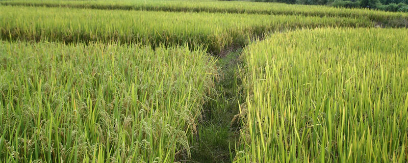 荃优071水稻种子特征特性，鄂北5月20日至6月5日播种