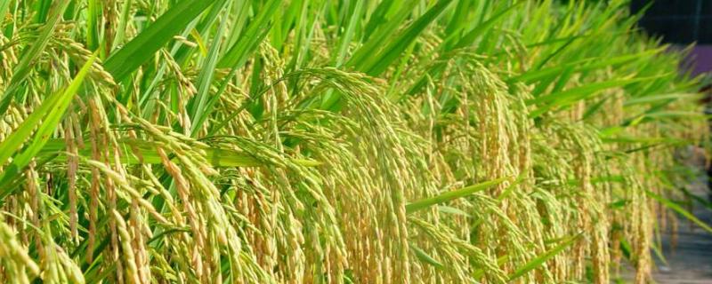 捷两优7810水稻品种的特性，4月中下旬播种