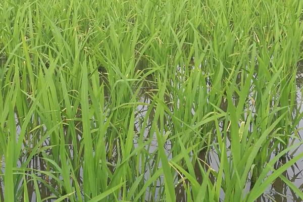 隆晶优1273水稻品种简介，6月初播种