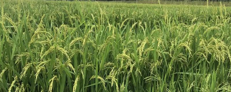 增两优黄莉占水稻种子特征特性，全生育期116.5天