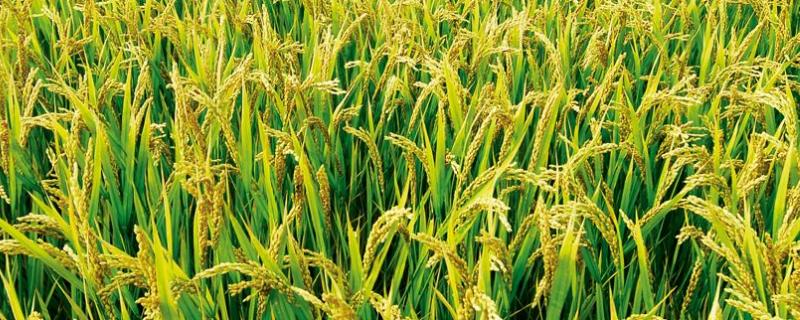 芯两优9011水稻品种简介，3月25～30日播种