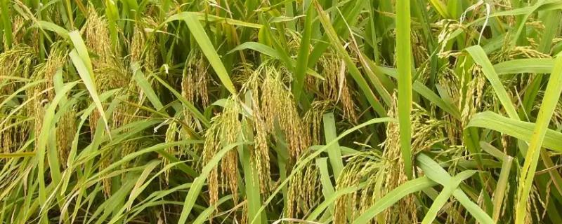 隆晶优1273水稻品种简介，6月初播种