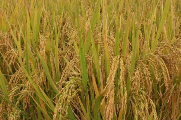 中两优凡9水稻品种的特性，6月中下旬播种