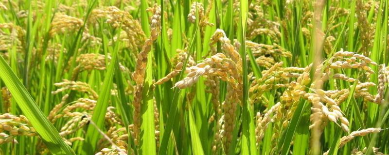 泓两优503水稻种子简介，籼型两系杂交中稻迟熟品种