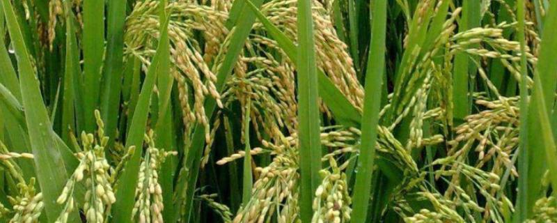 旌优607水稻种简介，5月中下旬播种