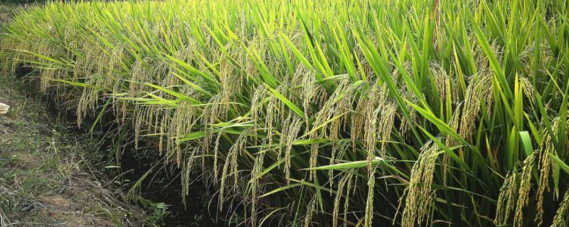 玖两优1858水稻品种的特性，籼型两系杂交晚稻中熟品种