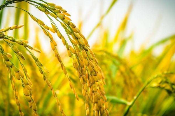 恒丰优金丝苗水稻种子特征特性，全生育期107.3天